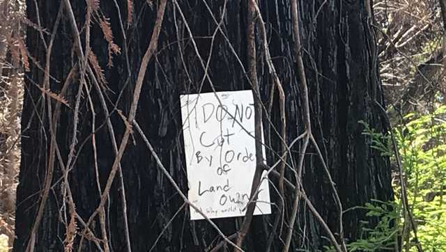 CAL OES places tree clearance project in the Santa Cruz Mts. on hold - Vimarsana News