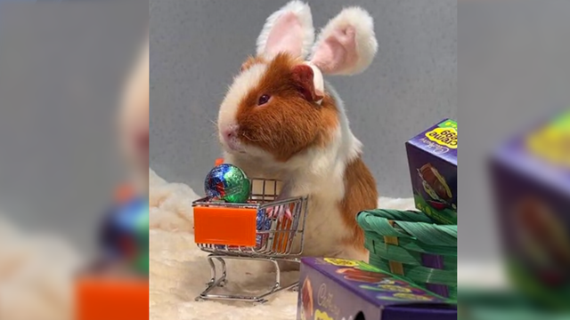 Guinea pig saved from hoarding situation vying to be the next Cadbury 'bunny' - Vimarsana News
