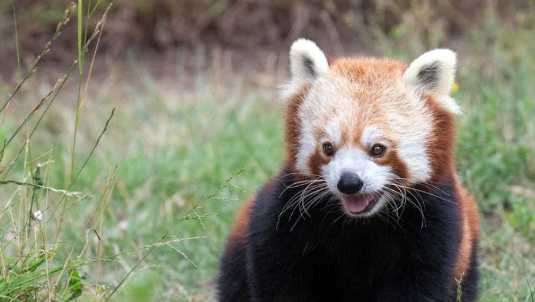 San Francisco zoo offers red panda video to help voters cope