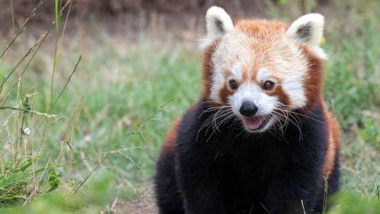 One of the red pandas at the San Francisco Zoo.