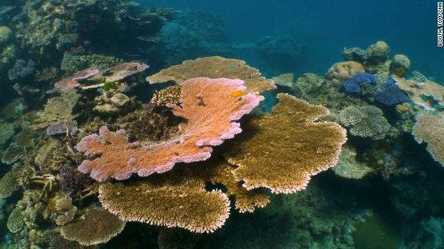 Scientists fight to save the Great Barrier Reef