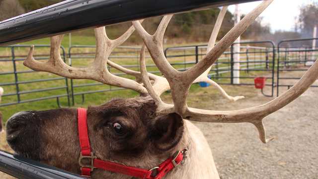 Indiana farm hosting 'reindeer encounters' this season - Vimarsana News