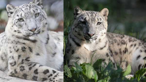 Zoo welcomes two snow leopards in hopes they'll have cubs together, National News