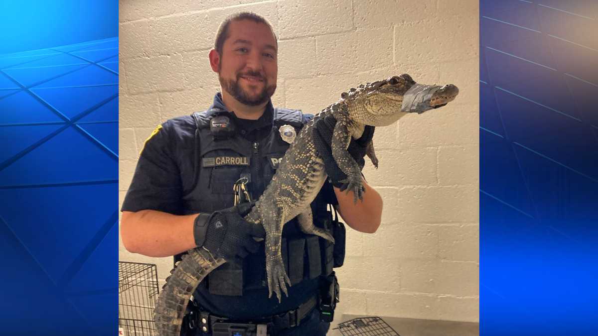 Apparent alligator spotted in West Mifflin captured