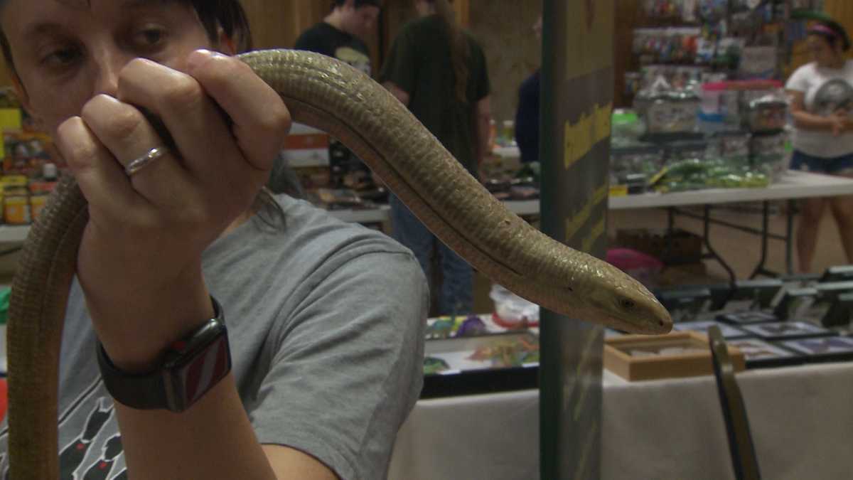 Indiana Reptile Breeder Expo gives upclose look at animals