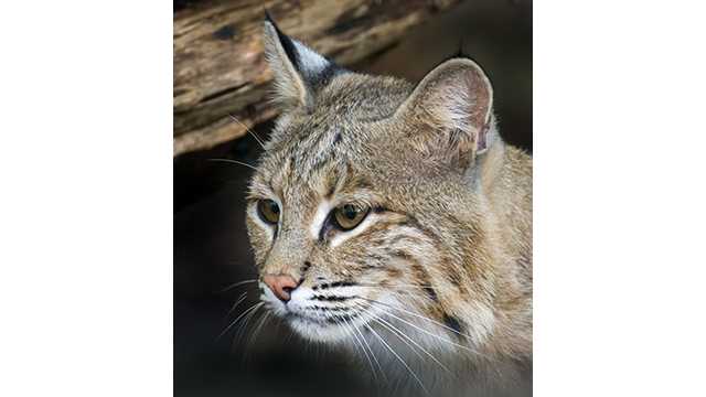 Bobcat escapes from National Zoo in Washington