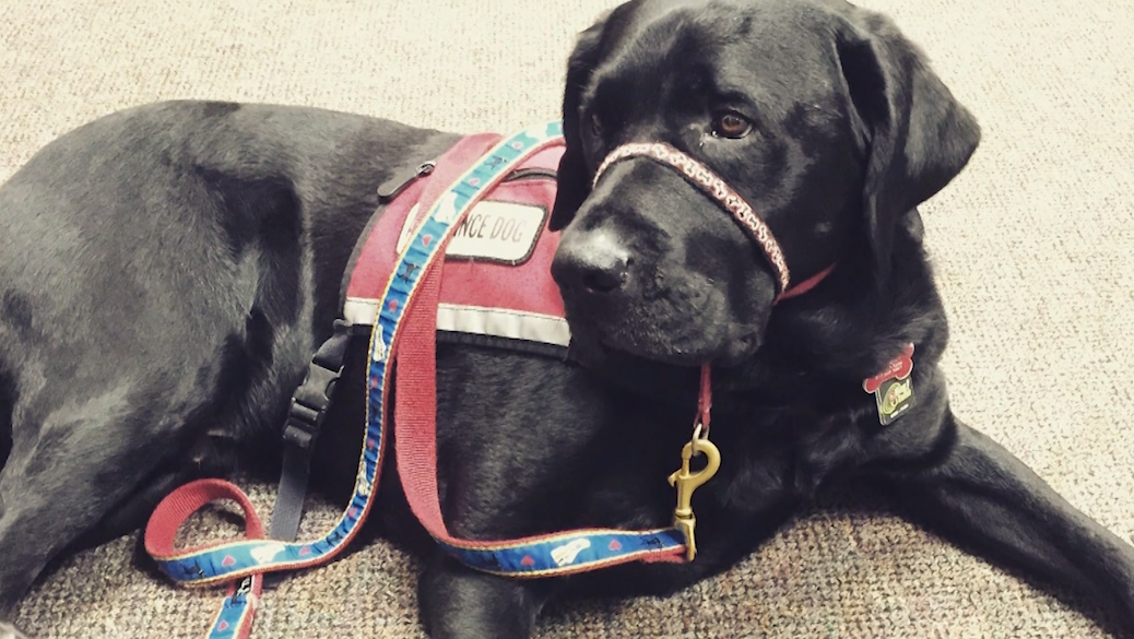 Remembering Rescue: Beloved service dog to Boston Marathon Bombing survivor