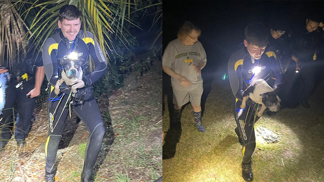 Savannah police officers rescue missing dog from marsh - Vimarsana News