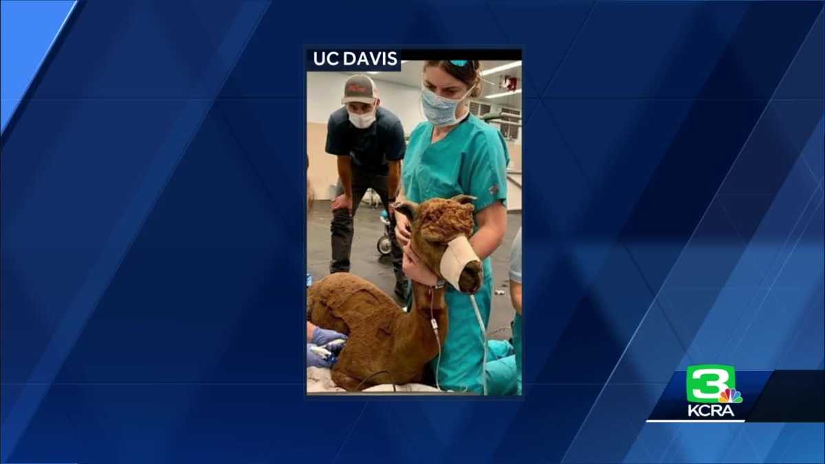 UC Davis Veterinary Hospital takes in animals displaced by wildfire