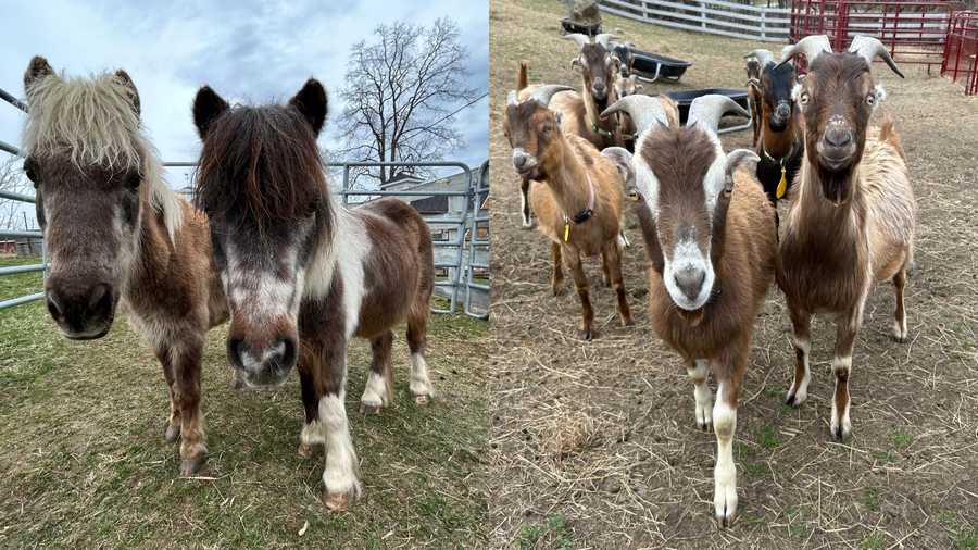 Rescued Ayer, Mass. animals up for adoption