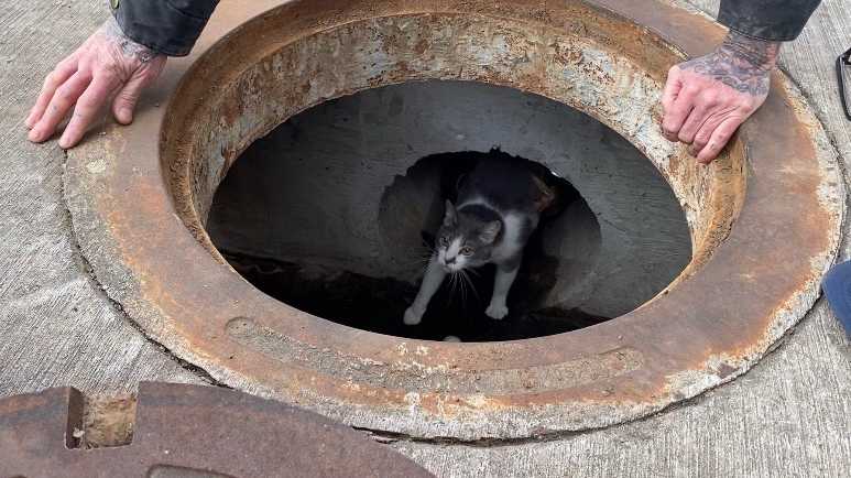 Olaf the Cat was stuck in a Fort Smith storm drain