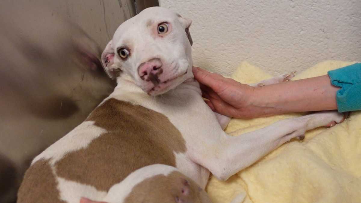 20 dogs rescued from South Valley residence find a new home