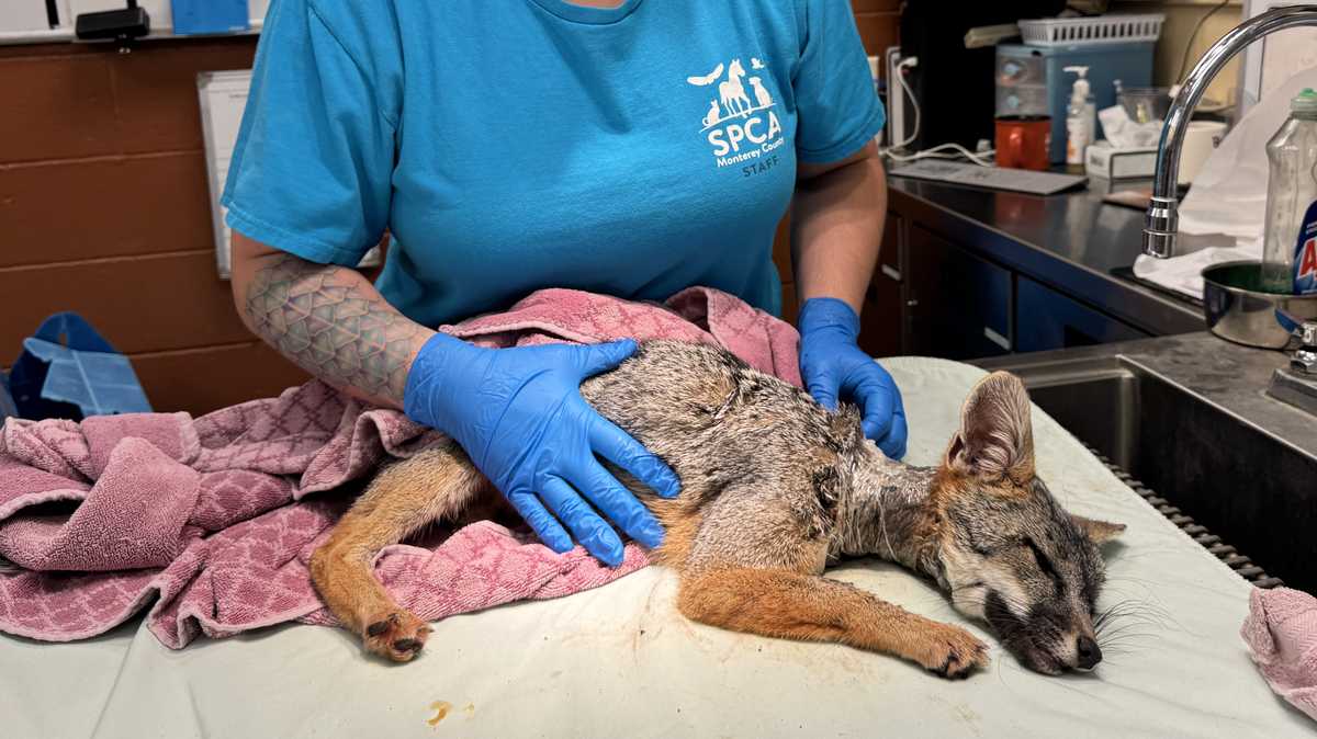 Fox Neck Raps Gray fox recovering after pipe removed from its neck in Calif.