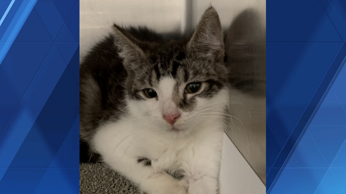 MORE THAN 100 CATS removed from Lancaster County property