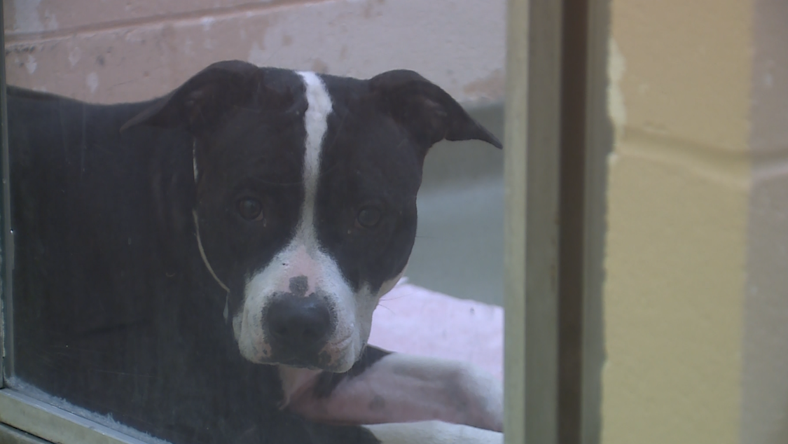 Dog shot, beaten in Grayson Co. saved by Louisville rescuers along with  puppies