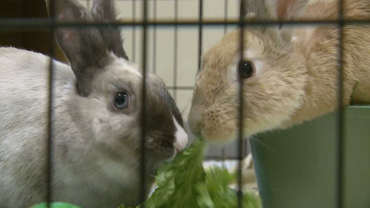 7 rabbits rescued from 'Las Vegas Dumpsite' ready for adoption in NH
