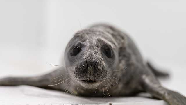Rescued seal pup under care of National Aquarium in Baltimore - Vimarsana News