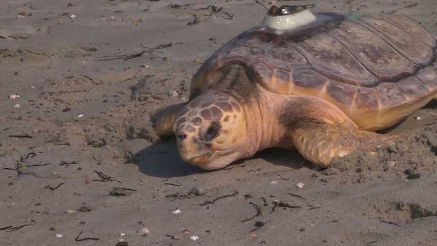 New England seeing a huge spike in beached sea turtles