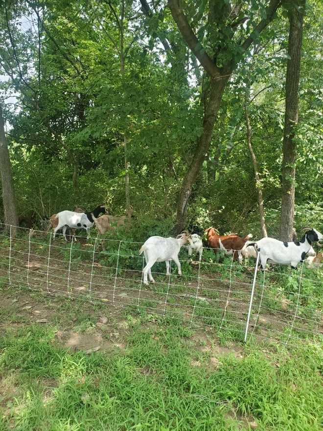 'Goats on the Go JoCo' combating invasive plants in Roeland Park