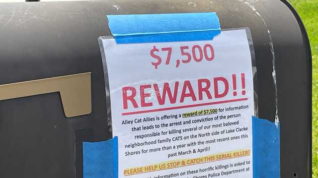 Nonprofit offers $7,500 reward for information leading to arrest of Florida 'cat killer' - Vimarsana News