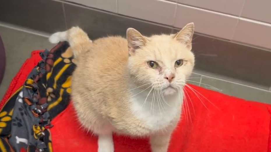 Meet the Nebraska Humane Society's pet of the week