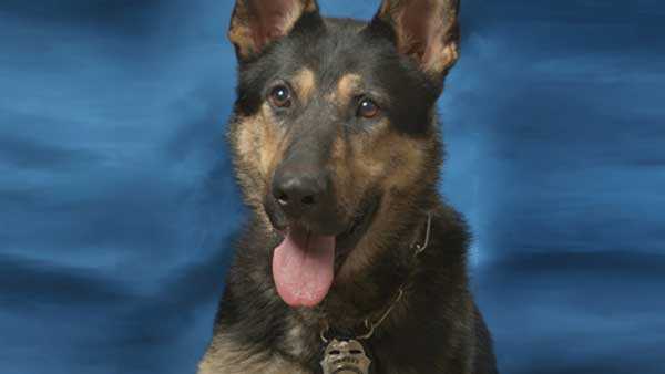 After 9 years on the job, West Chester K-9 officer calls it quits