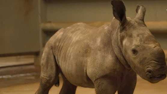 Ohio zoo welcomes new baby rhino