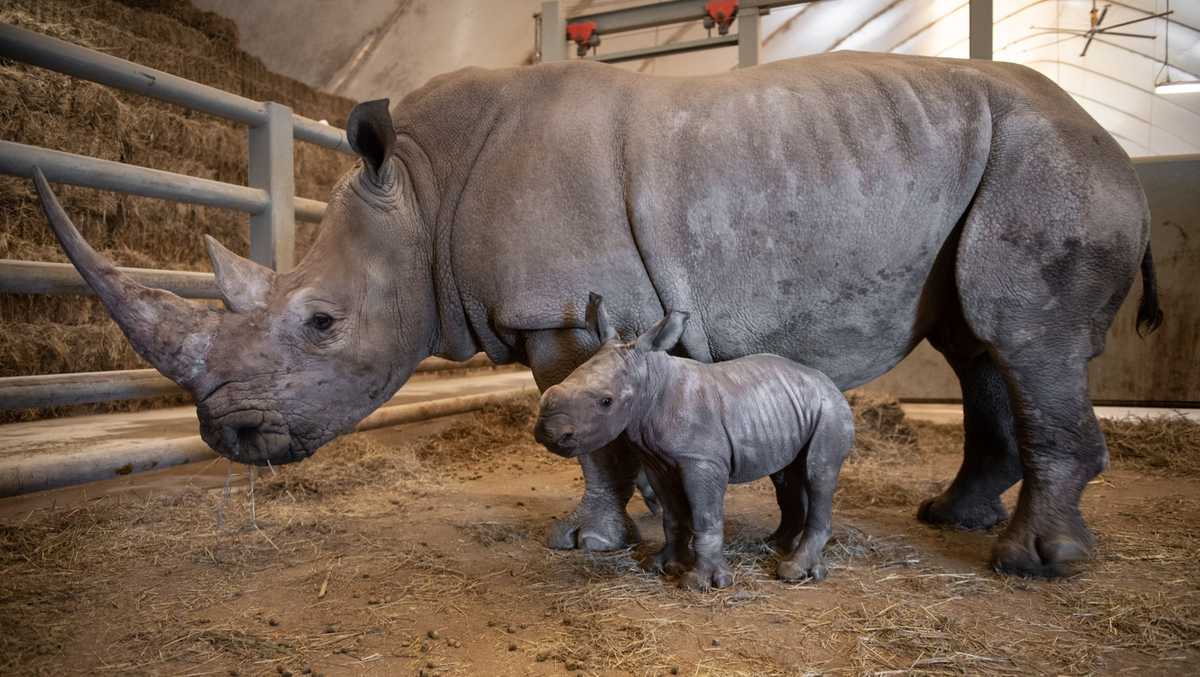 Ohio safari park welcomes new baby rhino