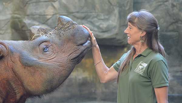 cincinnati zoo forms team of rhino experts to help save the species