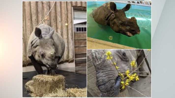 Indiana zoo's Indian rhinoceros euthanized at age 35