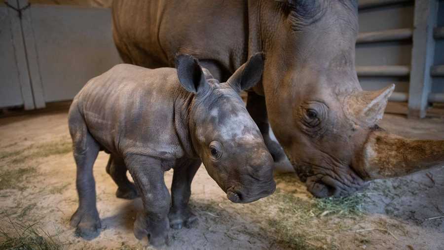 Ohio safari park reveals names of three new rhino calves