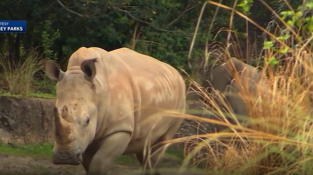Disney Animal Kingdom: How experts care for endangered species - Vimarsana News