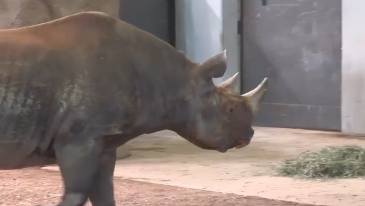Milwaukee County Zoo's rhino predicts early spring
