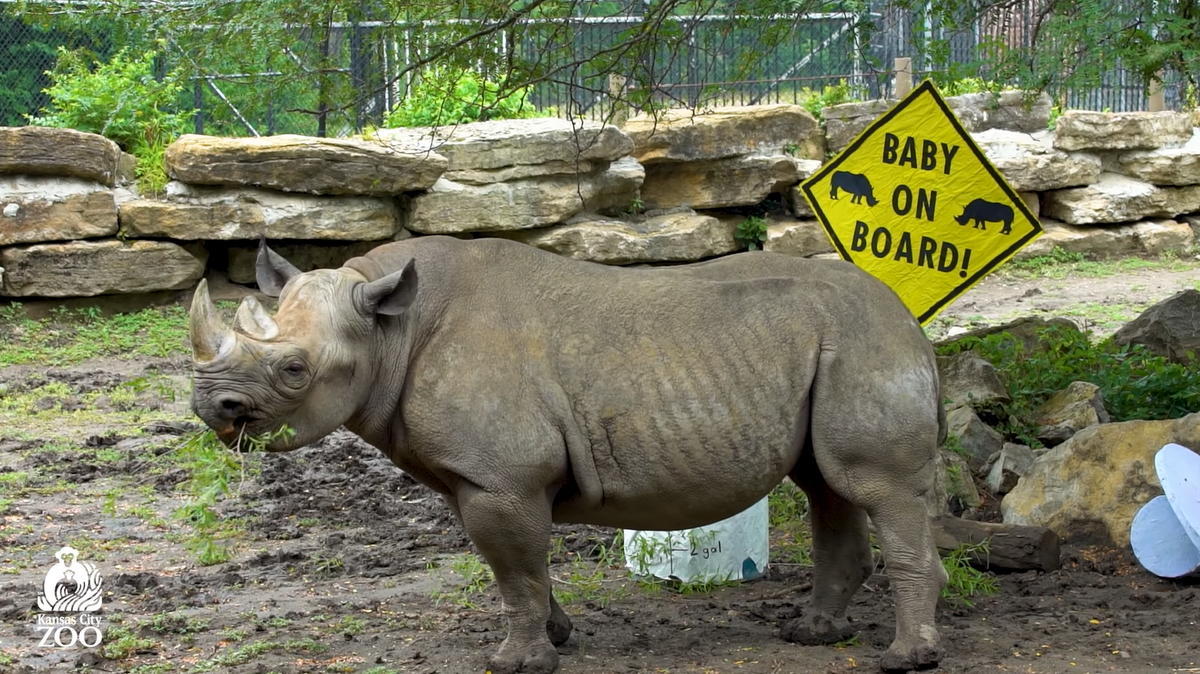 Kansas City, Missouri Zoo expecting new Eastern Black Rhino Calf