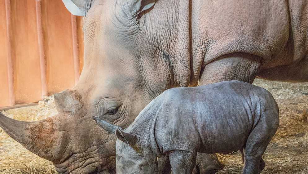 North Carolina Zoo announces birth of female white rhino(02)