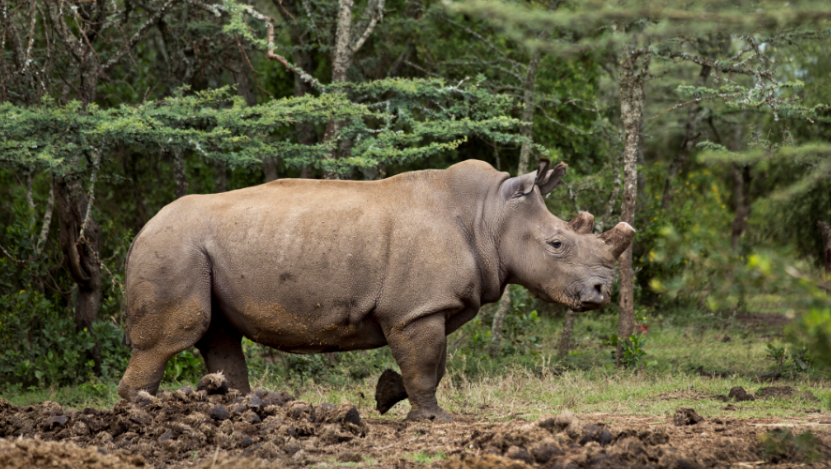 World's Last Male Northern White Rhino Gets Help From Tinder