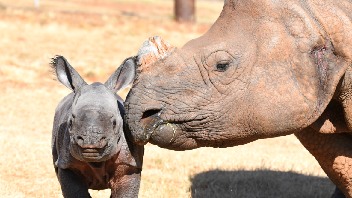 it s a girl oklahoma city zoo wants you to help name baby rhino it s a girl oklahoma city zoo wants