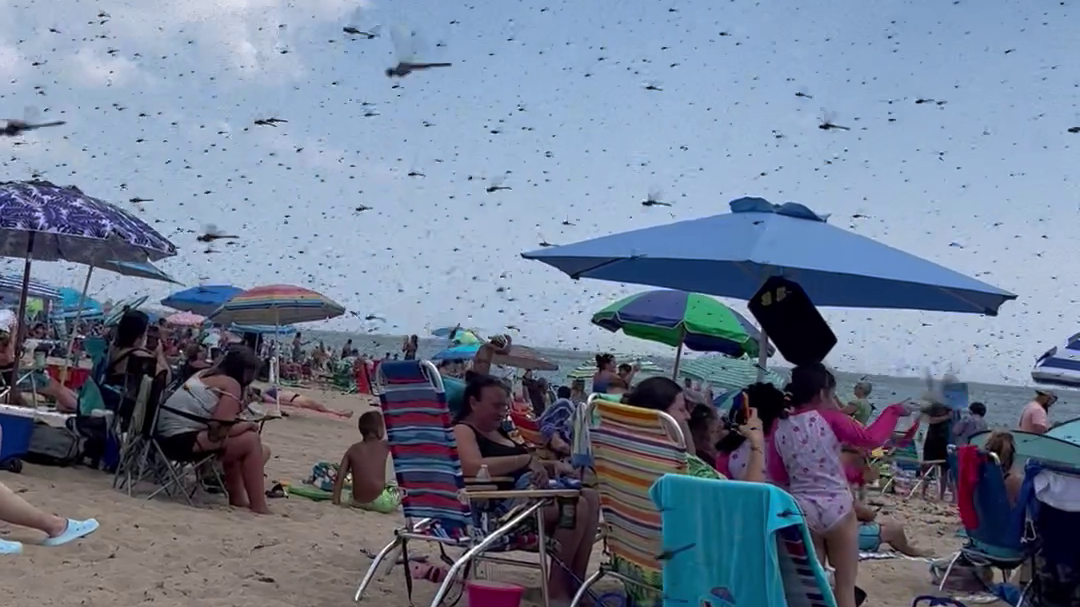 Dragonflies swarm beachgoers at Rhode Island's Misquamicut Beach