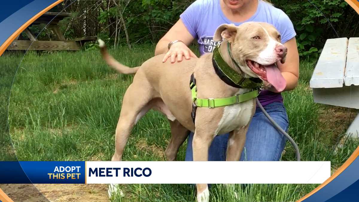 2 Year Old Rico Is A Silly Pooch Looking For A New Home
