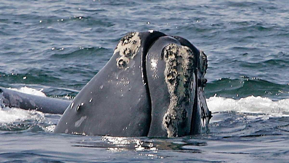 Researchers: North Atlantic Right Whale could be extinct within 20 years