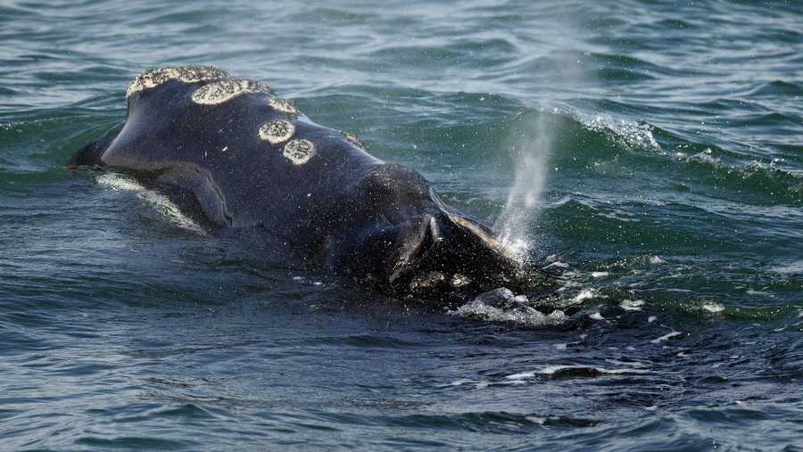 FILE - A North Atlantic right whale feeds on the surface of Cape Cod bay off the coast of Plymouth, Mass., March 28, 2018. A federal appeals court on Tuesday, Nov. 16, 2021, reinstated protections for endangered right whales in waters off New England. (AP Photo/Michael Dwyer, File)