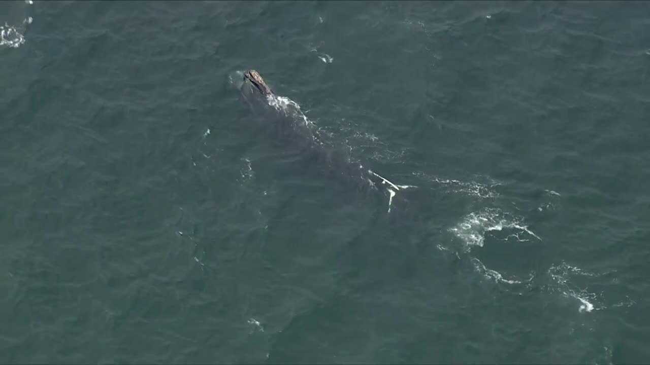 20% of all North Atlantic right whales gathered off Cape coast - Vimarsana News