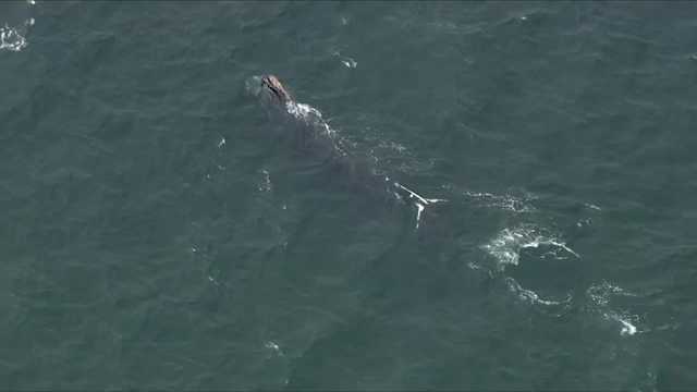 20% of all North Atlantic right whales gathered off Cape coast - Vimarsana News
