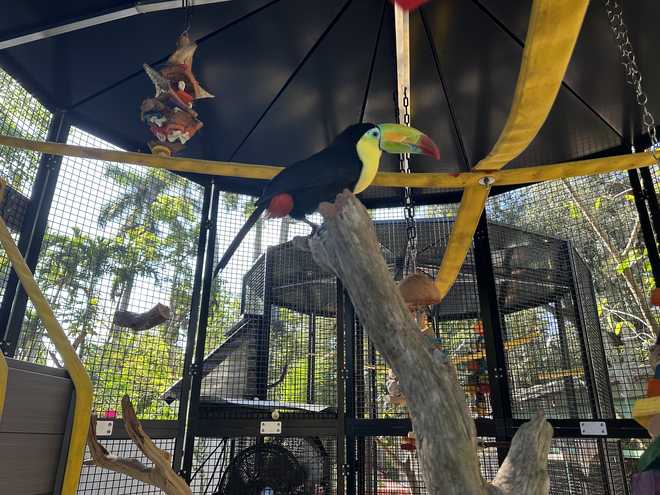 rita the keel-billed toucan