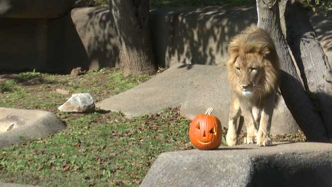 Animals at Louisville Zoo culminated the Halloween season with annual Pumpkin Smash