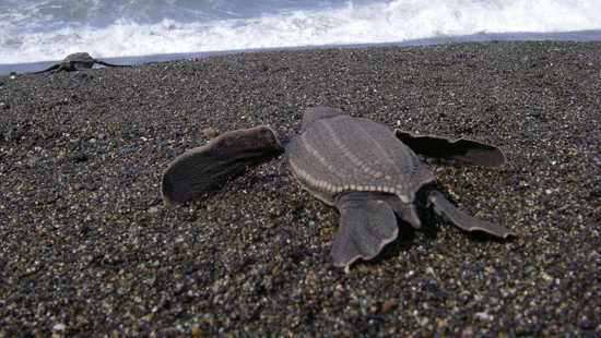Leatherback Sea Turtle, Dermochelys coriacea, Scott R. Benson, NOAA, Southwest Fisheries Science Center
