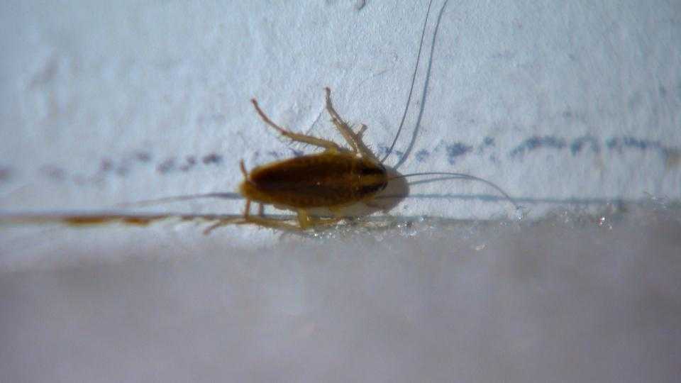 Columbia apartment resident complains of roach infestation