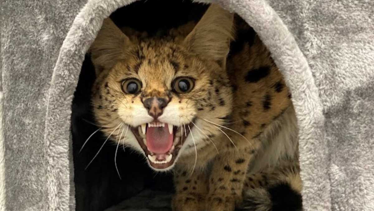 African wild cat captured in Lincoln, Mass., neighborhood African wild cat captured in Lincoln, Mass., neighborhood