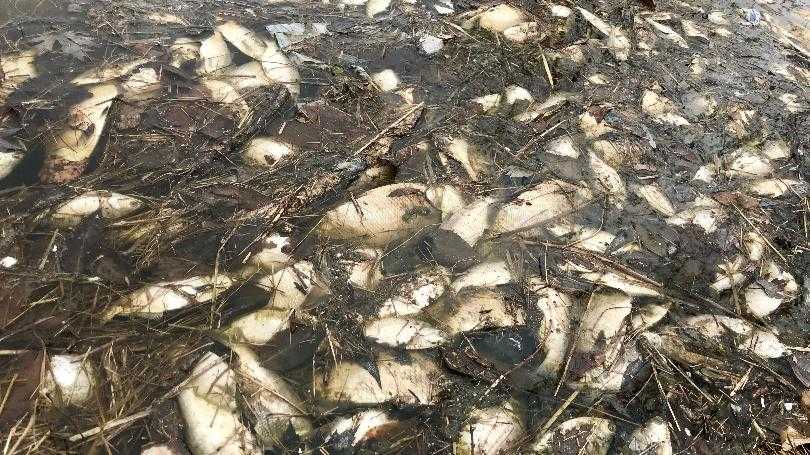 Iowa DNR says not to worry about recent fish kills