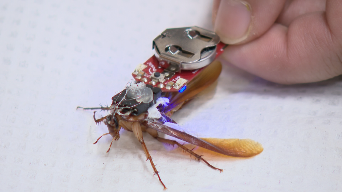 WATCH: Cyborg cockroaches are teaching neuroscience. Here's how.